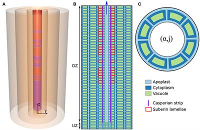 A Comprehensive Biophysical Model of Ion and Water Transport in Plant Roots. I. Clarifying the Roles of Endodermal Barriers in the Salt Stress Response